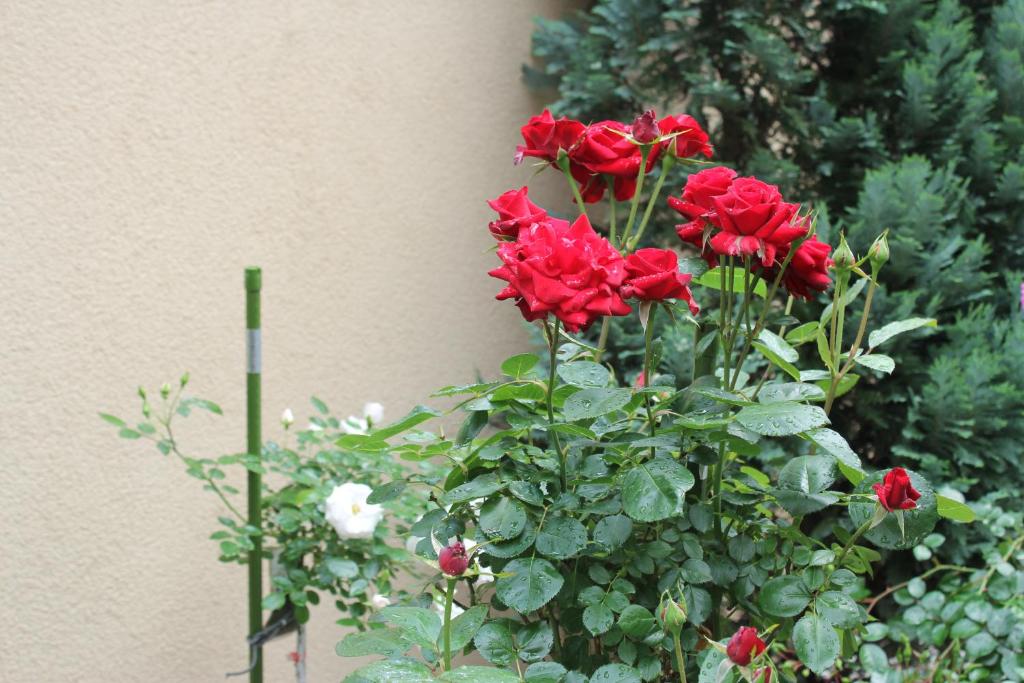 Mirisne i opojne ruže